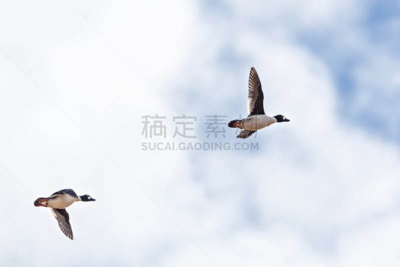 鹊鸭,黄金眼,张开翅膀,自然,天空,野生动物,水平画幅,鸟类,两只动物,动物身体部位