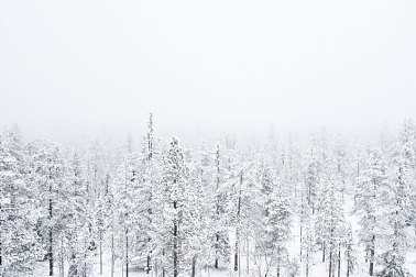 森林,雪,雾,拉普兰,芬兰,北极,冬天,天空,美,水平画幅
