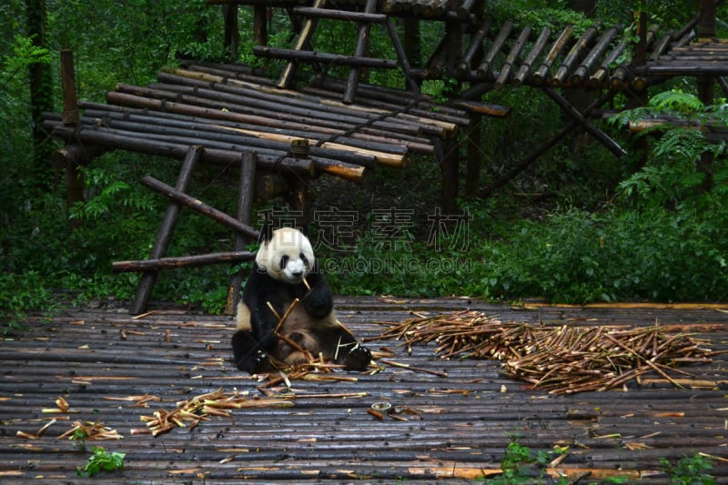 熊猫,成都,四川省,计算机图标,对称,弱点,大熊猫,褐色眼睛,小熊,脆弱