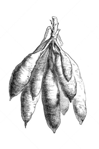 甘薯,绘画插图,动物手,1885,山药,钢笔画,木版画,自然,垂直画幅,马铃薯
