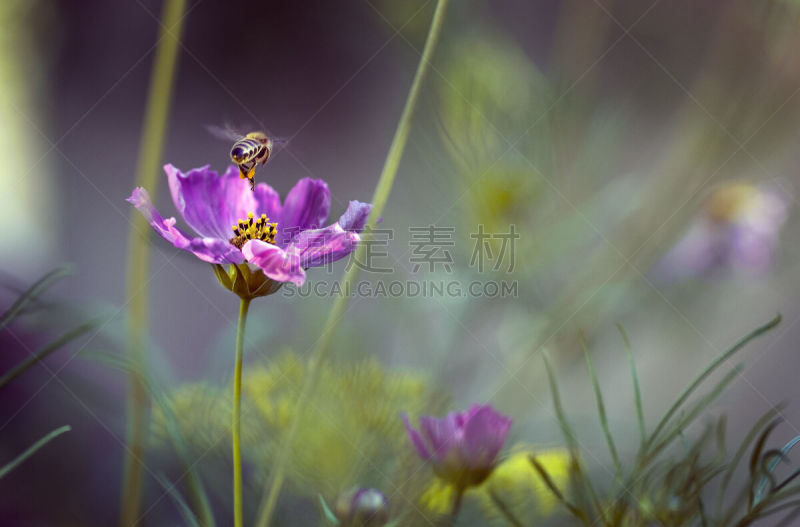 仅一朵花,蜂虻,背面视角,水平画幅,蜜蜂,大特写,花粉,摄影,飞,花