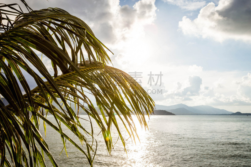 海滩,泰国,苏梅岛,水,天空,沙子,丁字裤,夏天,海岸地形,棕榈树