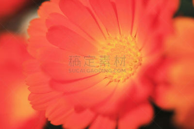非洲雏菊,淡路岛,兵库县,水平画幅,无人,户外,特写,植物,园艺,精神振作