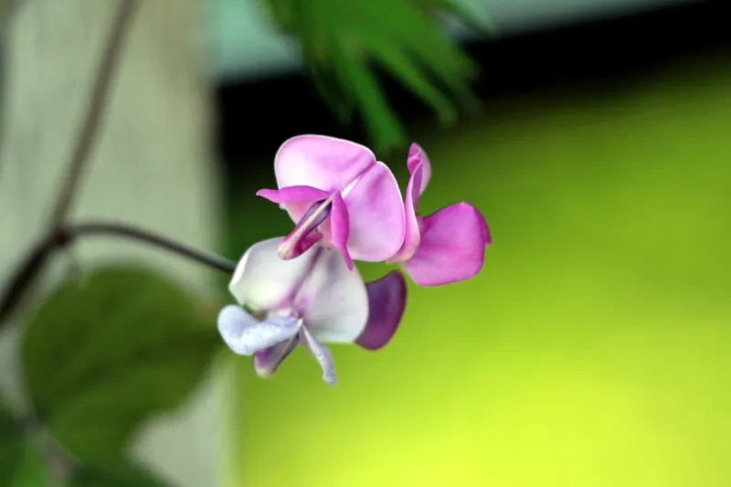 有蔓植物 背景 灰色 扁豆 花朵 丁香花 围墙 叶子 绿色 花图片素材下载 稿定素材