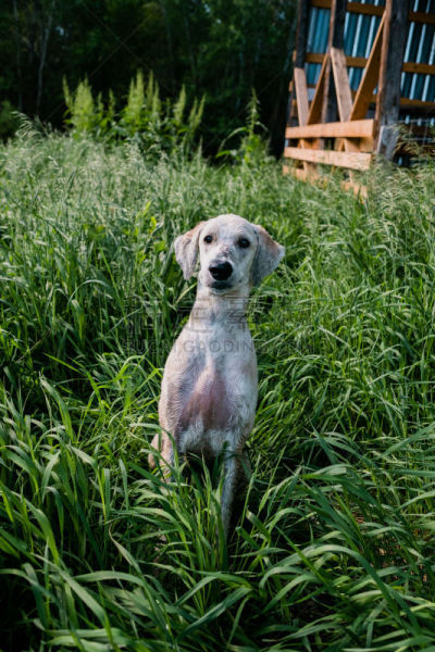 狗,草,农场,困窘,可爱的,纯种犬,法兰德斯畜牧犬,肖像,哺乳纲,动物
