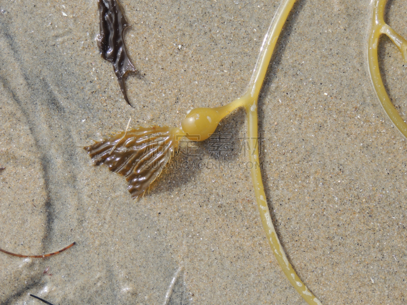 海滩,海藻灰,斯特兰德,风,水平画幅,沙子,膀胱,户外,海草,giant海藻灰
