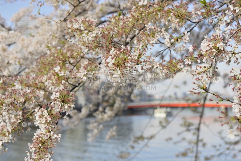 花朵,樱之花,刺针樱桃树木,月岛,晴美区,美洲稠李,river sumida,亚洲樱桃树,公园,池塘