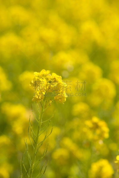 油菜花,日本,田地,哈拉帕,自然,垂直画幅,山,可爱的,无人,3到4个月
