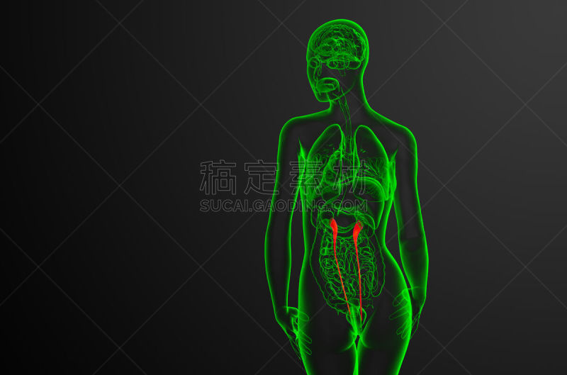健康保健,输尿管,三维图形,绘画插图,生物学,人,图像,x光片