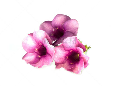 紫色,软枝黄蝉,自然,式样,芳香的,水平画幅,无人,色彩鲜艳,白色背景,特写