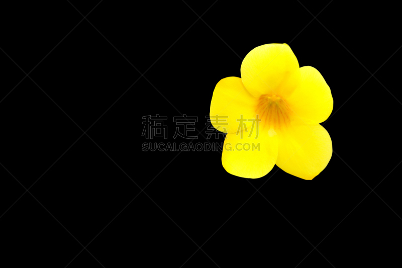 软枝黄蝉,剪贴路径,小号,金色,分离着色,黄色,柳树,自然美,花,攀岩