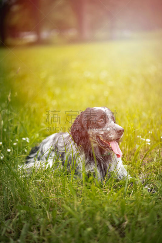 英格兰长毛猎犬,狗,草原,田地,赛特种猎狗,垂直画幅,天空,山,户外,草