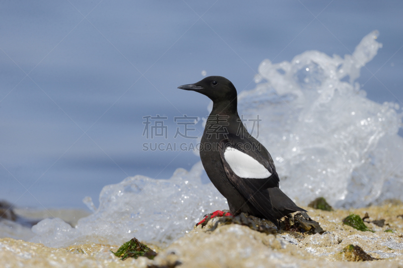 黑海鸽,自然,野生动物,水平画幅,无人,鸟类,野外动物,户外,海洋,海岸线