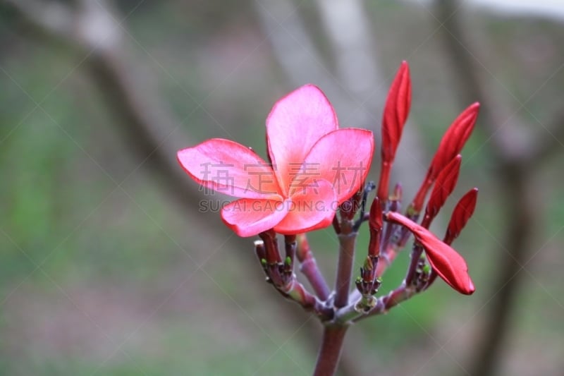 夹竹桃,赤素馨花,红色,宝塔,自然美,沙漠,普通名称,玫瑰,花,树