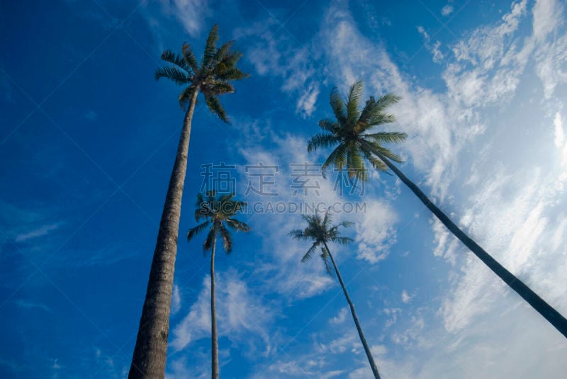 天空,棕榈树,美,水平画幅,椰子树,夏天,户外,马来西亚,白色,海滩