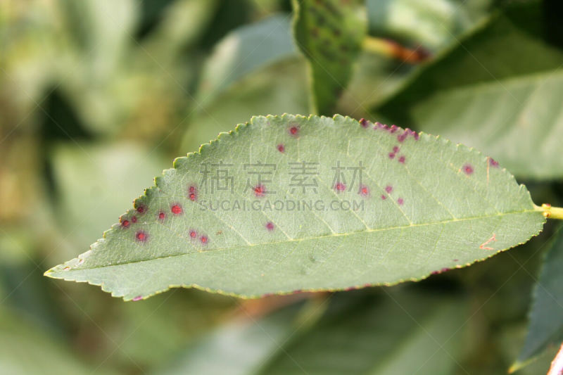 子囊菌,樱桃,真菌,接力赛,叶斑病,症状,害虫,图像,病原