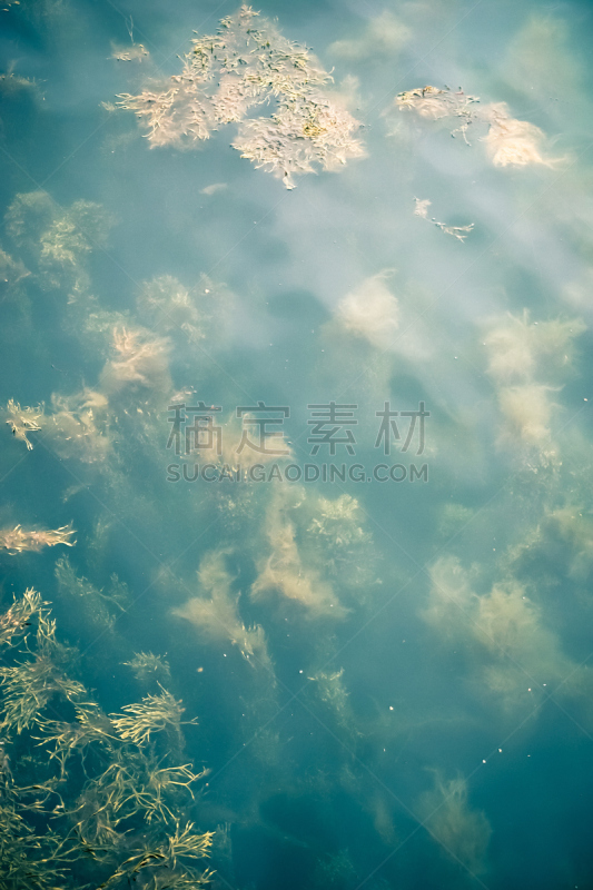 海洋生命,垂直画幅,黄绿藻,海草,宁静,植物,水生植物,透明,无人,摄影