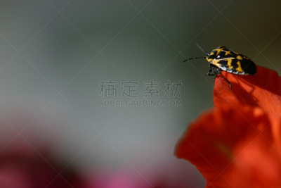 在边上,甲虫,昆虫,仅一朵花,水平画幅,偏远的,剑兰,harlequin bug,黑色,前景聚焦