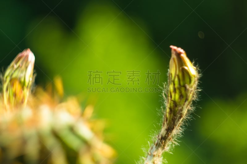 仙人掌,桶仙人掌,芳香的,下水塞,装管,荆棘,尖利,夏天,干的,室内植物