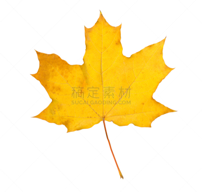 叶子,干的,白色,橙色,秋天,分离着色,枫叶,枫树,弹出式商店,美