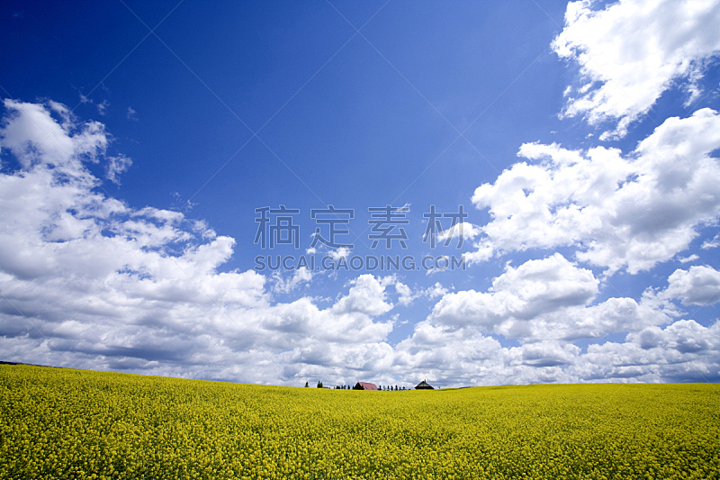 黄色,田地,天空,草原,水平画幅,山,无人,夏天,草,植物
