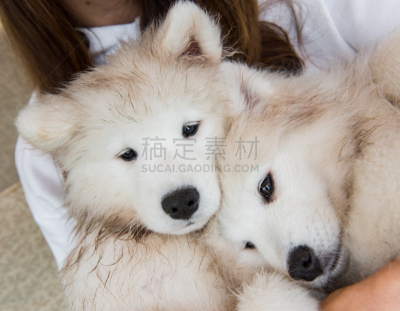 手,小狗,两只动物,狗,萨摩耶犬,业主,人的眼睛,兽医,季节,冬天