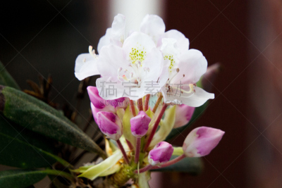 花蕾,拉姆齐,自然,美国,水平画幅,无人,野生植物,花的组成部分,野花,北美