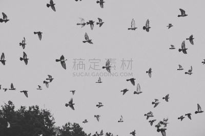鸽子,多云,大群动物,公亩,天空,水平画幅,形状,消息,优美,符号
