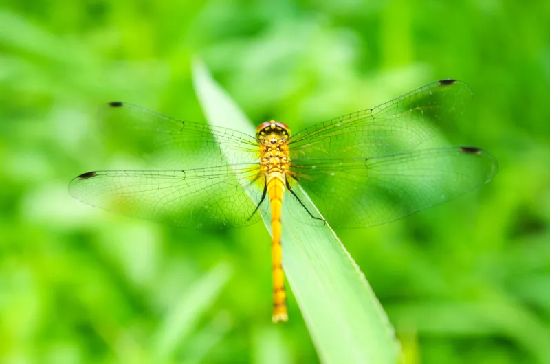 蜻蜓 窄翅蜻蛉 秀丽隐杆线虫 豆娘 美 水平画幅 草 特写 人的眼睛 两翼昆虫图片素材下载 稿定素材