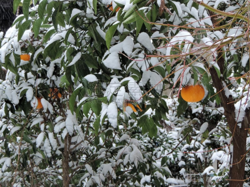 东京,大雪,旅途,圣诞装饰物,东京时装周,一月,环境,橙色,橙子,雪