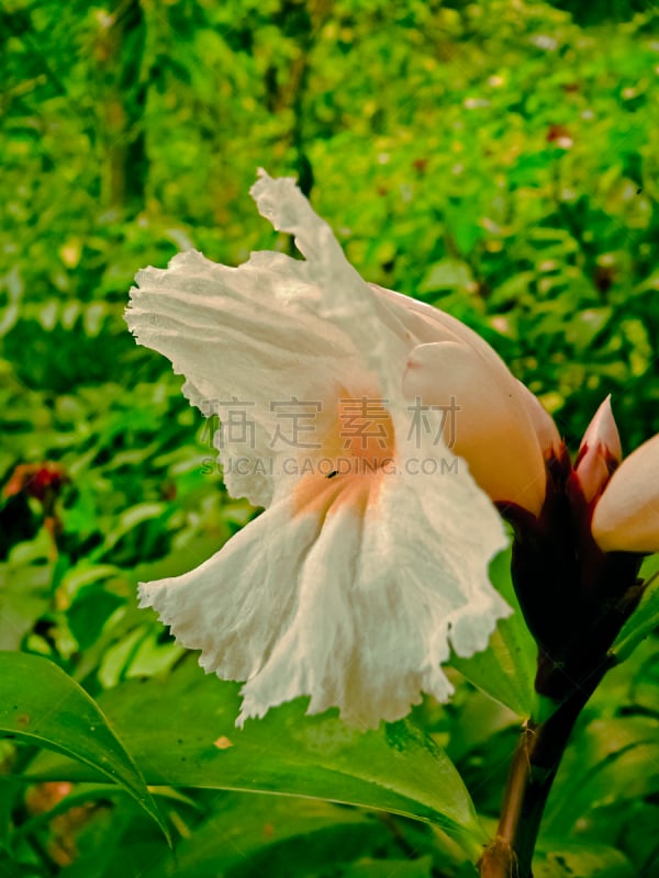 姜科,家庭,仅一朵花,印度草医学,垂直画幅,医药职业,植物,栽培植物,摄影,装饰