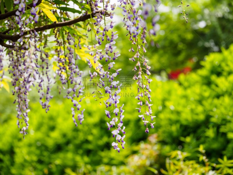 格子棚,紫藤,泉,组图,蔓藤架,美,芳香的,水平画幅,枝繁叶茂,瀑布