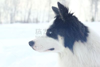 冬天,雪橇犬,阿拉斯加雪橇犬,阿拉斯加,纯种犬,运动,狗,动物群,马轿,动物