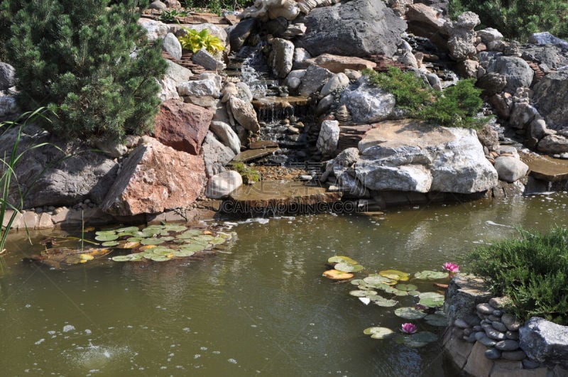 莲池,水,枝繁叶茂,夏天,石材,湖,仅一朵花,石头,园艺展览,彩色图片