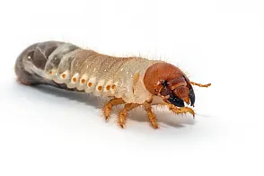 蠕虫 幼虫 图像 白色背景 犀牛锹虫 犀牛 椰子 农业 俱乐部食品 背景分离图片素材下载 稿定素材