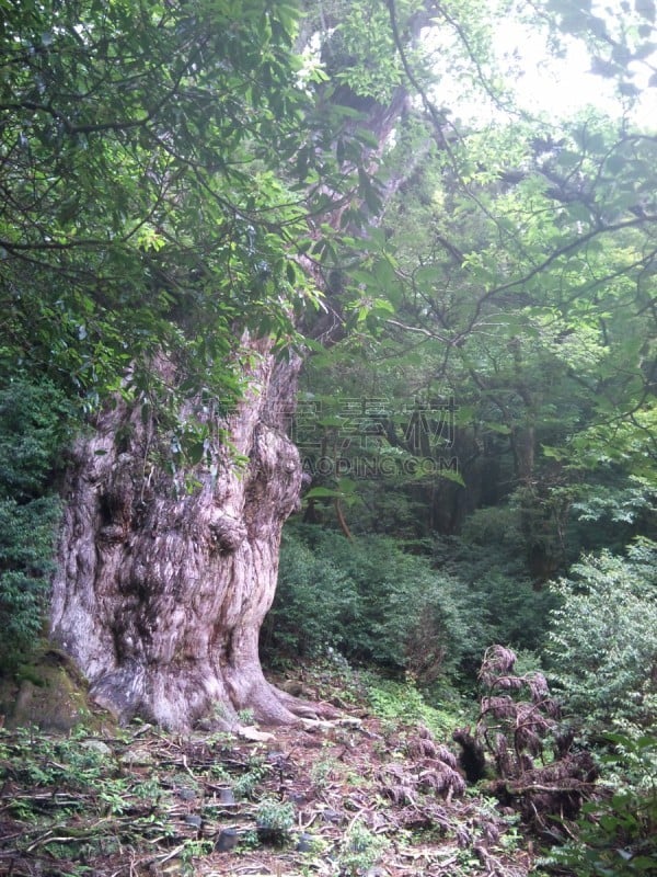 日本,屋久岛,绿色,地形,2010,25街,与众不同,秘密,环境,枝繁叶茂