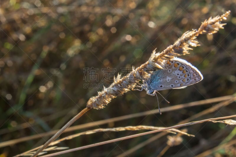 草,小的,干的,银饰兰蝶,美,水平画幅,银色,饰钉,动物学,动物身体部位