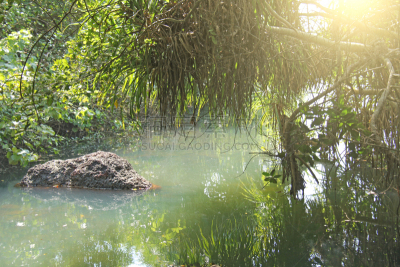 水,早晨,绿色,地形,太阳,印度,玉器,河流,棕榈树,阳光光束