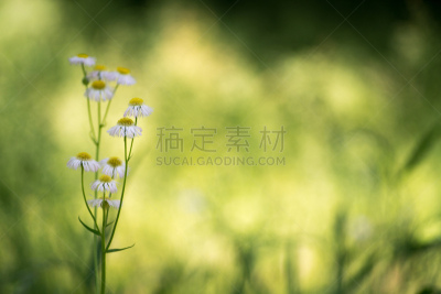长野县,濒危物种,日本,莫氏地毯海葵,弛缓,自然,水平画幅,无人,户外,草