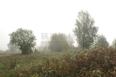 早晨,安静,美术工艺,环境,天气,草,植物,户外,天空,草地