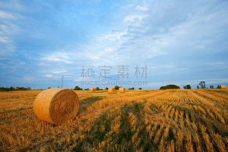 干草卷,田地,胡茬,图像,充满的,股票,麦茬,天空,干草,水平画幅