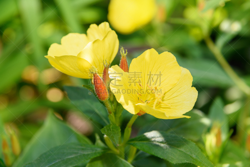 夜来香,黄色,自然美,水平画幅,无人,特写,明亮,俄罗斯,植物,樱草花