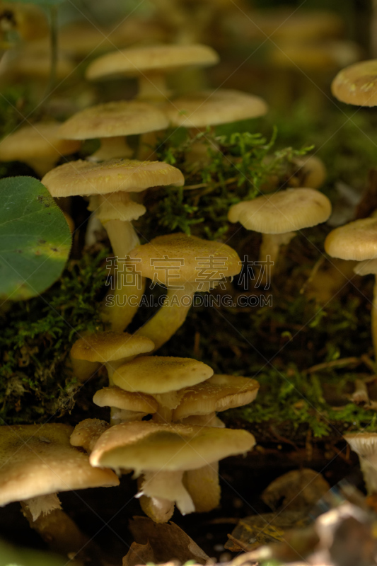 蜂蜜,蘑菇,森林,垂直画幅,苔藓,夏天,瓷样伞菇,草,图像,食用菌