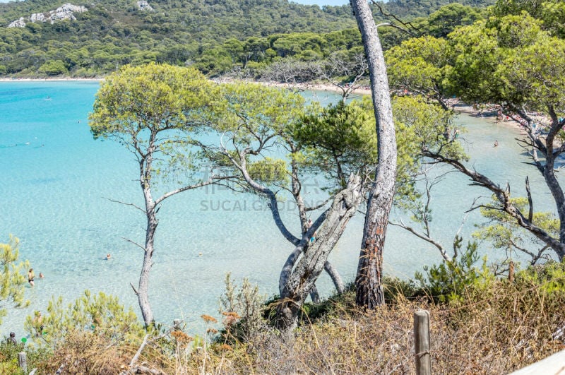 波克罗勒岛,岛,夏天,勒拉旺杜,葡萄,船,农场,小路,背景,普罗旺斯