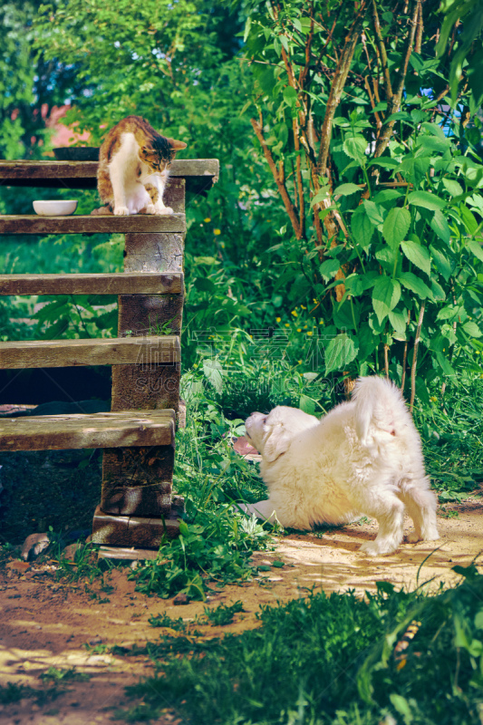 进行中,楼梯,猫,小狗,比利牛斯山地犬,垂直画幅,美,门廊,巨大的,动物身体部位