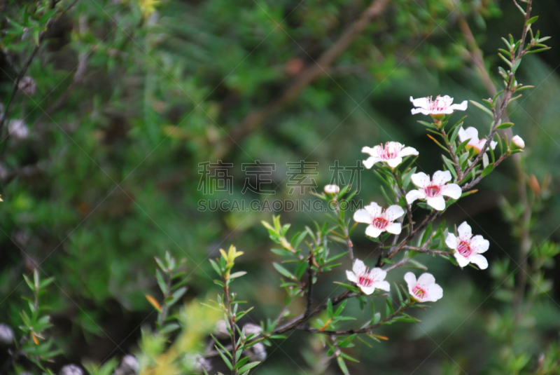 麦卢卡树,松红梅,茶树,选择对焦,植物属性,急救包,水平画幅,无人,健康,茶树油