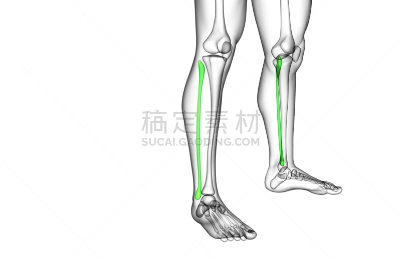 腓骨,三维图形,骨骼,插画,胫骨,x光,人类骨架,四肢,水平画幅,形状