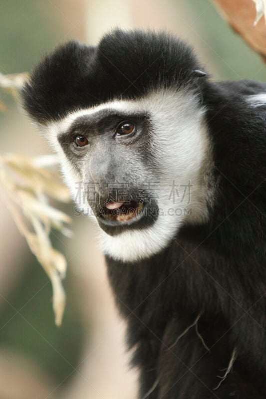 叶猴,black and white colobus,垂直画幅,野生动物,无人,猴子,野外动物,户外,特写,一只动物