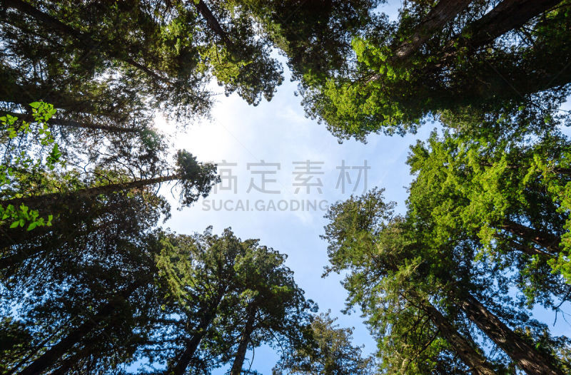 德劳特卡斯特州立公园,国际生物圈保护区,洪堡企鹅,原生林,红杉,北加利福尼亚州,水平画幅,无人,户外,树林