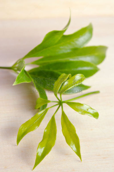 五加科,叶子,分离着色,厚木板,皇后伞树,常春藤,自然,垂直画幅,有蔓植物,绿色